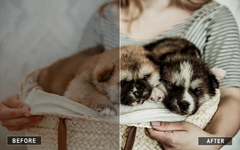 Dog Photo LR Mobile Presets, Dog Lightroom Presets For Mobile
