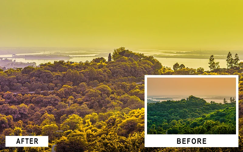 capture the lush forests