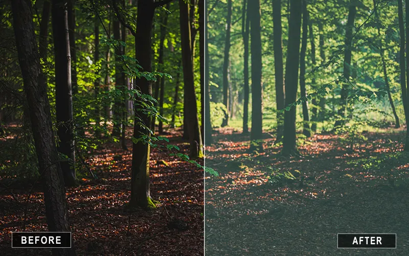 nature presets, nature LUTs, forest nature luts