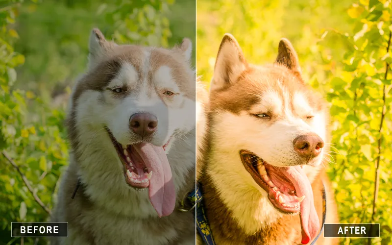 furry animal presets, camera raw pet photography, detailed fur presets