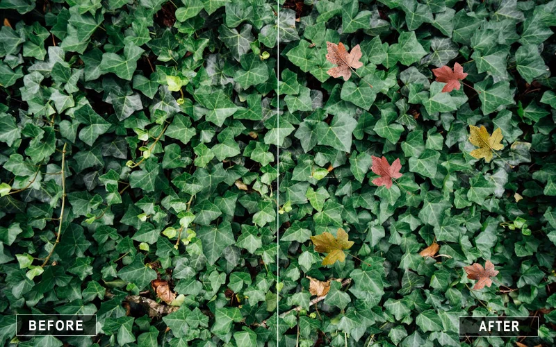 autumn leaves overlay, maple leaf overlays, green leaf overlays, oak leaf overlays, willow leaf overlays, ivy leaf overlays