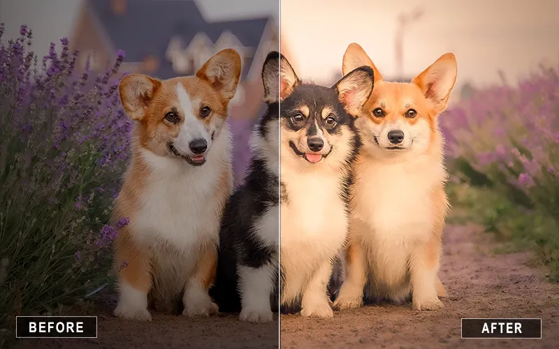 Lightroom Vintage Animal Mobile Presets, Lightroom Vintage Presets For Mobile