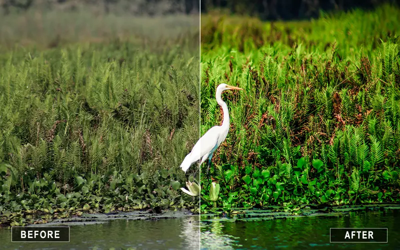 marsh landscape lr presets