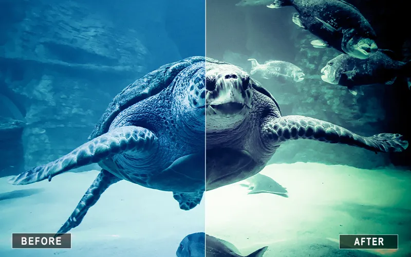 ocean animal presets, animal retouching presets, pet portrait presets