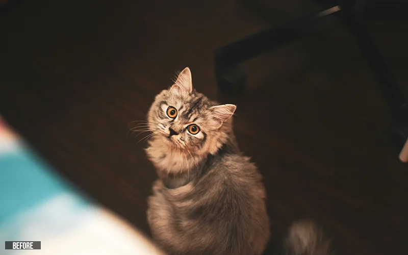 photo of a cat