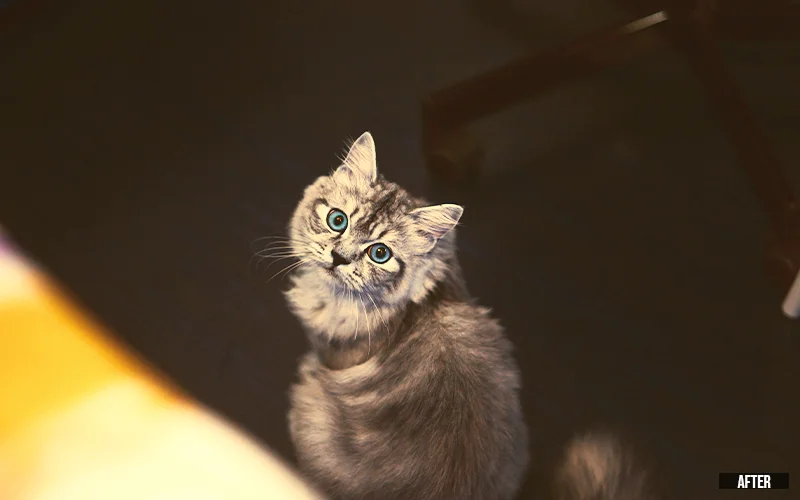 photo after using PS actions