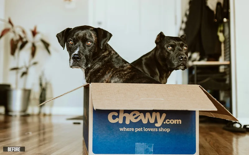 photo of 2 dogs
