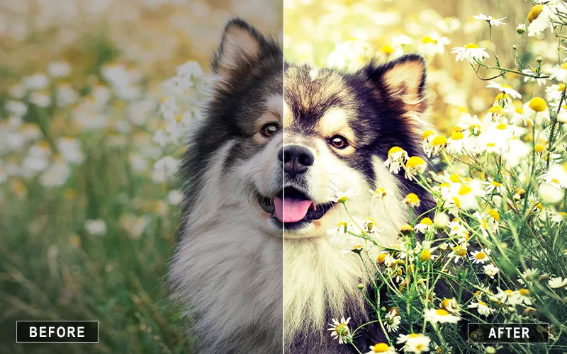pet portrait actions, pet photography, pet photo editing