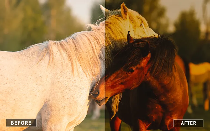 Pet Portrait Mobile Presets, Mobile Portrait Presets For Animals
