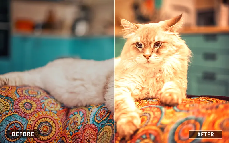 photoshop pet retouching actions, pet photo filters, pet photo retouching