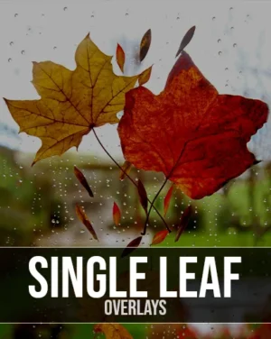 leaf overlays best photography add ons, best photoshop resources