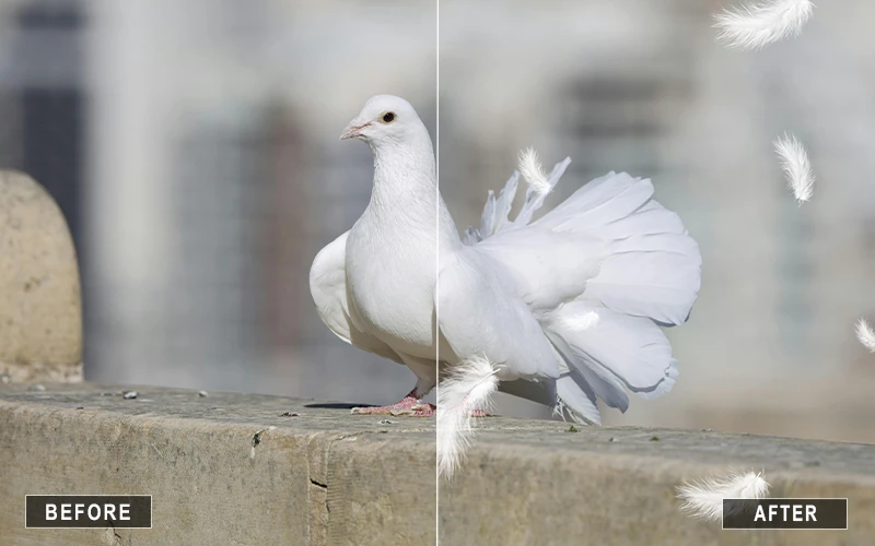 falling white feather overlays, soft white feather overlays, small white feather overlays, pillow fight white feather overlays, dreamy white feather overlays