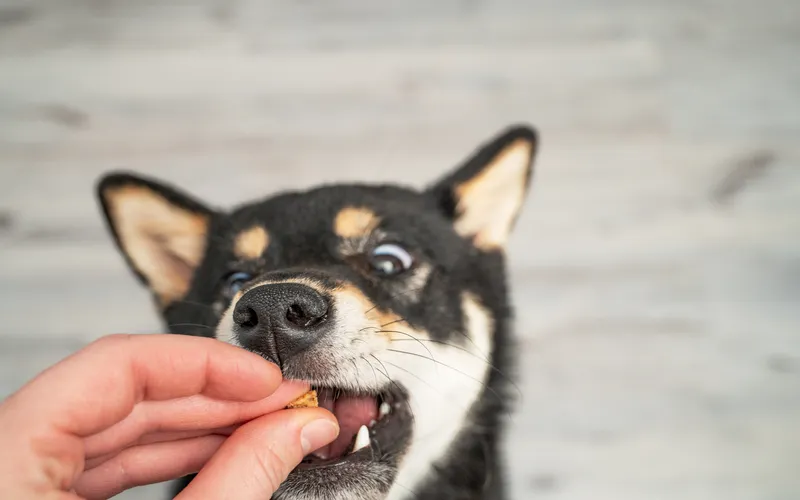 cute dog eating treat