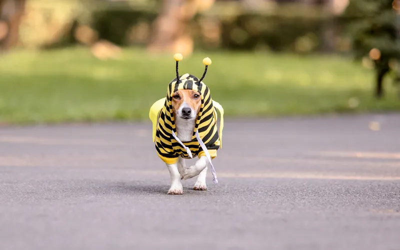 dog in a bee costume