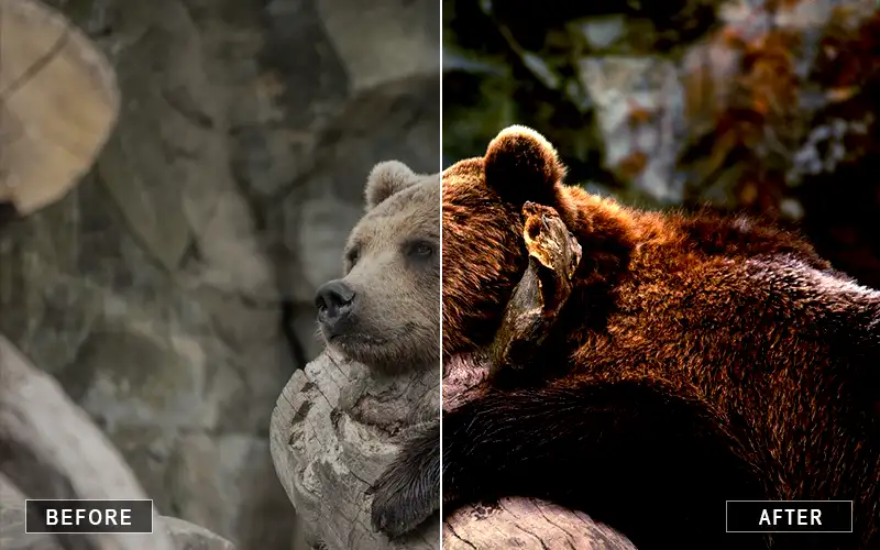 animal presets