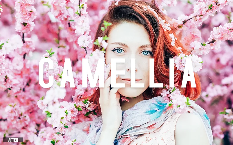 camellia
