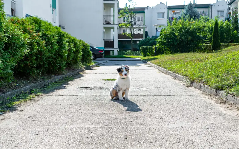 dog in its neighbourhood