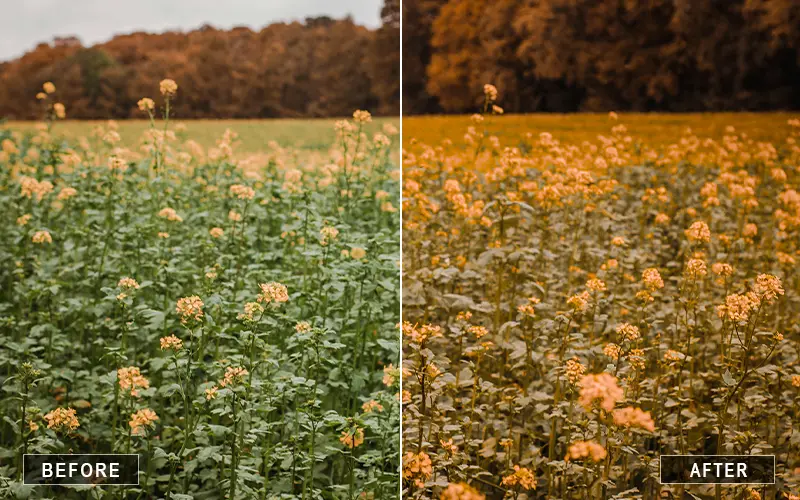 change the color of your images