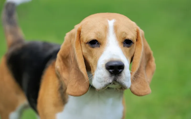 close up shot of dog