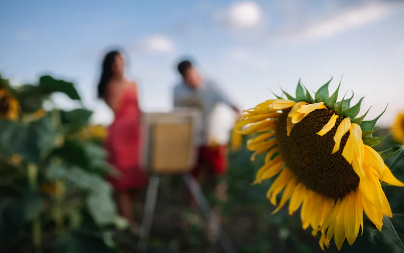 out of focus aesthetic portraits in the sunflower field