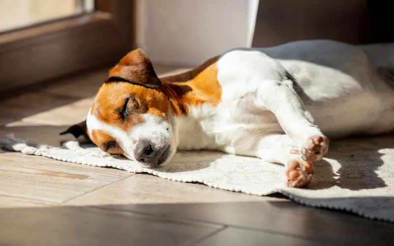 cute dog taking a nap on rug in sunlight