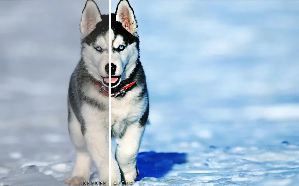 pet retouching, photoshop actions for pets, pet portrait editing