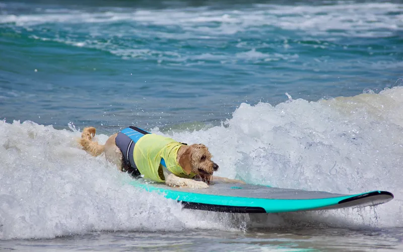 dog surfing a wave