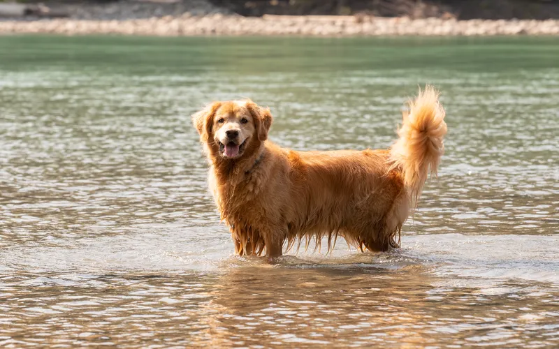 Dog photoshoot in the water