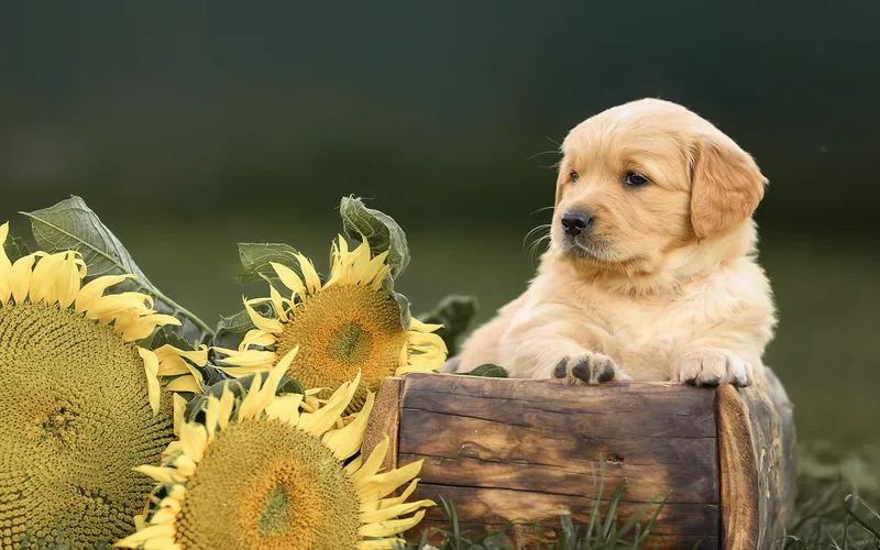 pet photoshoot in sunflower field