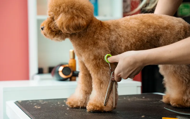 grooming a poodle