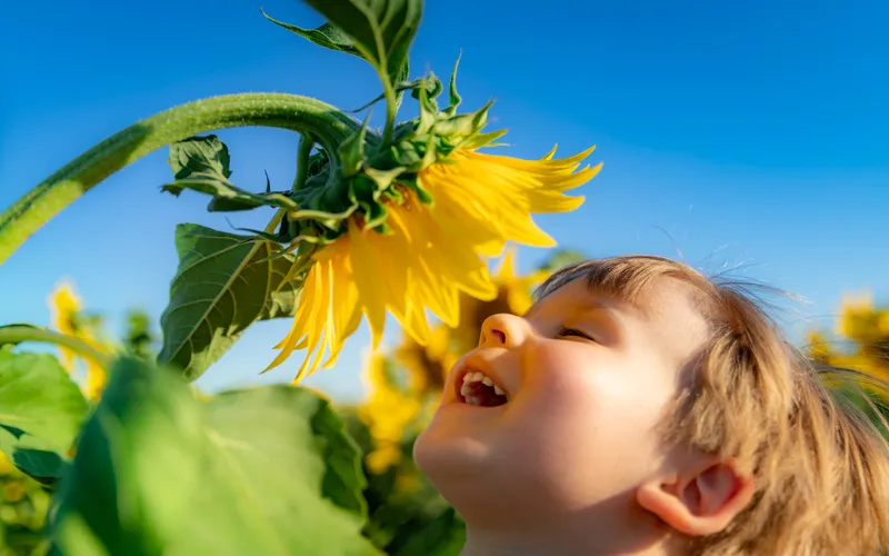 adorable kid smelling sunflower