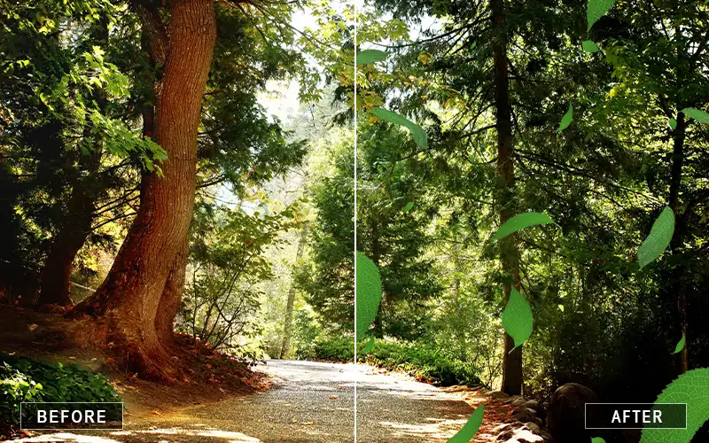leaves effect, maple leaf overlays, Photoshop leaf overlays, leaf overlay PNG, leaf overlay bundle, digital leaf overlays
