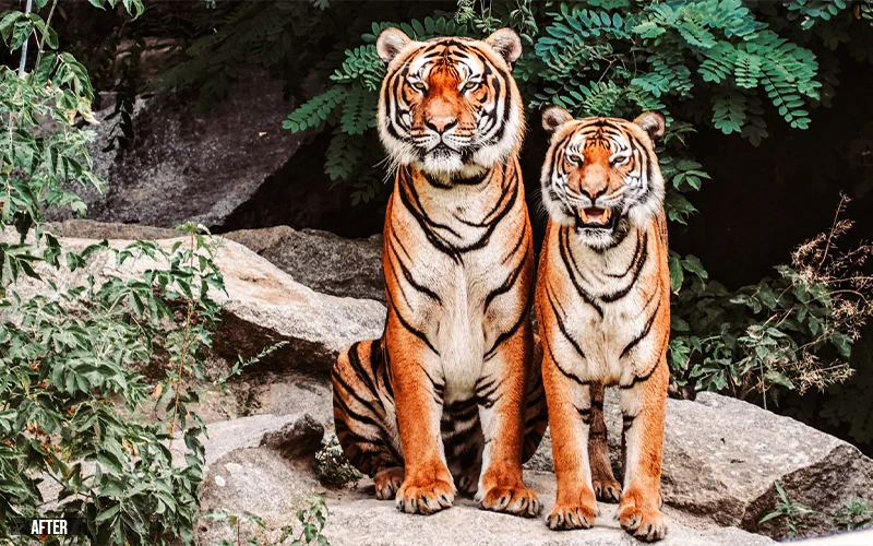 after preview of tigers