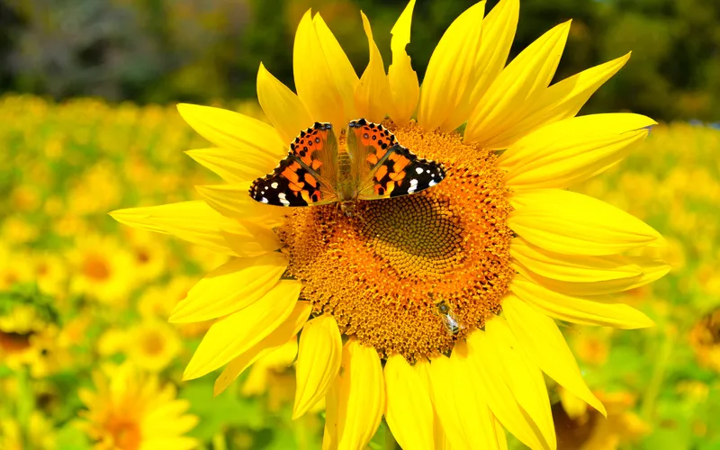 nature photography - monarch butterfly on the sunflower