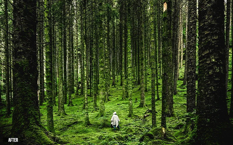 In the forest