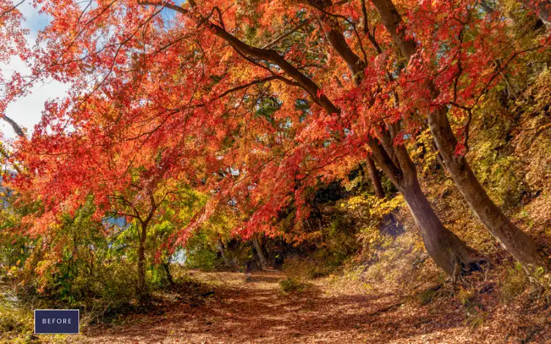 photoshop leaves overlays before