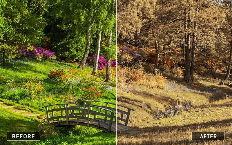 Brown Nature Photography Actions