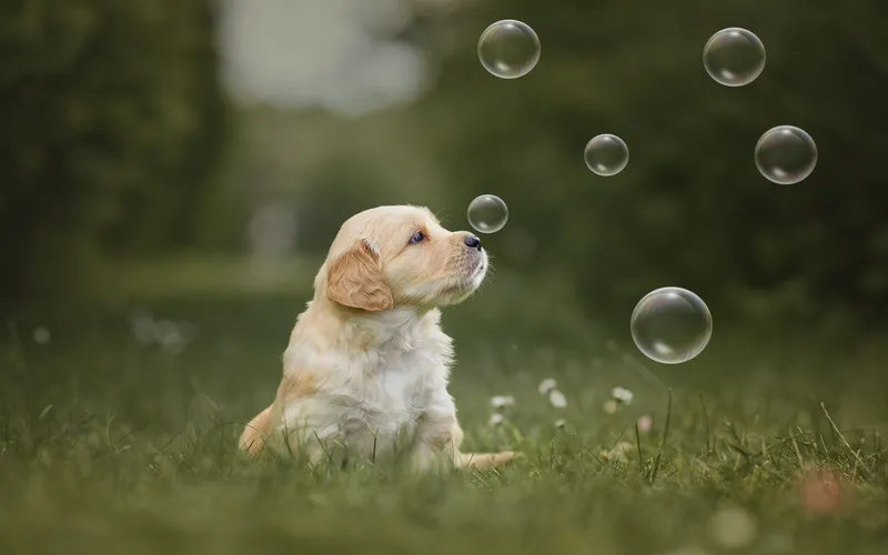 puppy with soap bubblees