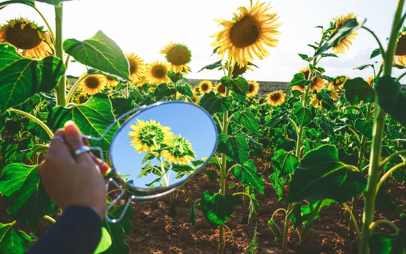 mirror in the sunflower field