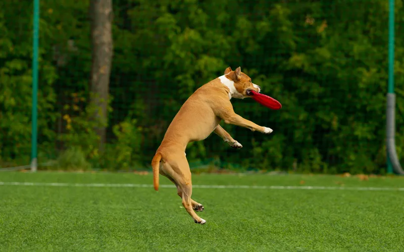 tan dog taking a leap to catch a frisbee