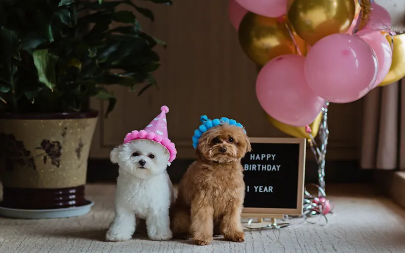 dogs celebrating first birthday with balloons