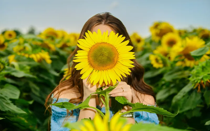 feature image of sunflower field photoshoot