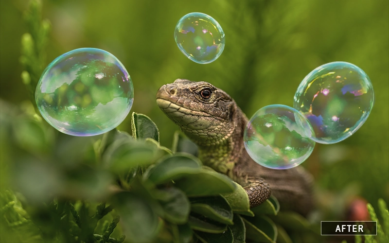 After Photoshop Bubbles Overlay