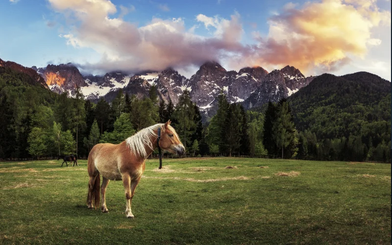 pastel travel presets, nature photography addons
