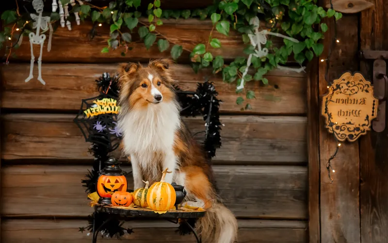 Halloween photoshoot of pets