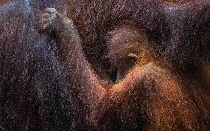 Animals Creative Photography