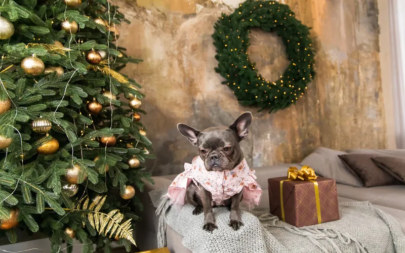 Pet photoshoot by a Christmas tree