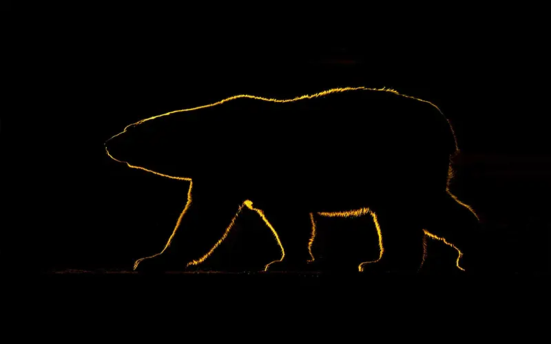 learning wildlife photography