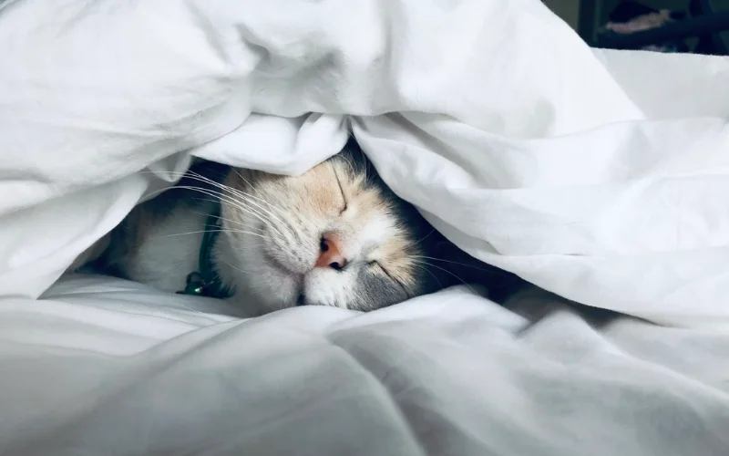 Pets Photography