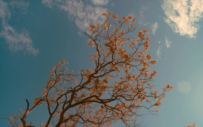 Nature Aesthetic